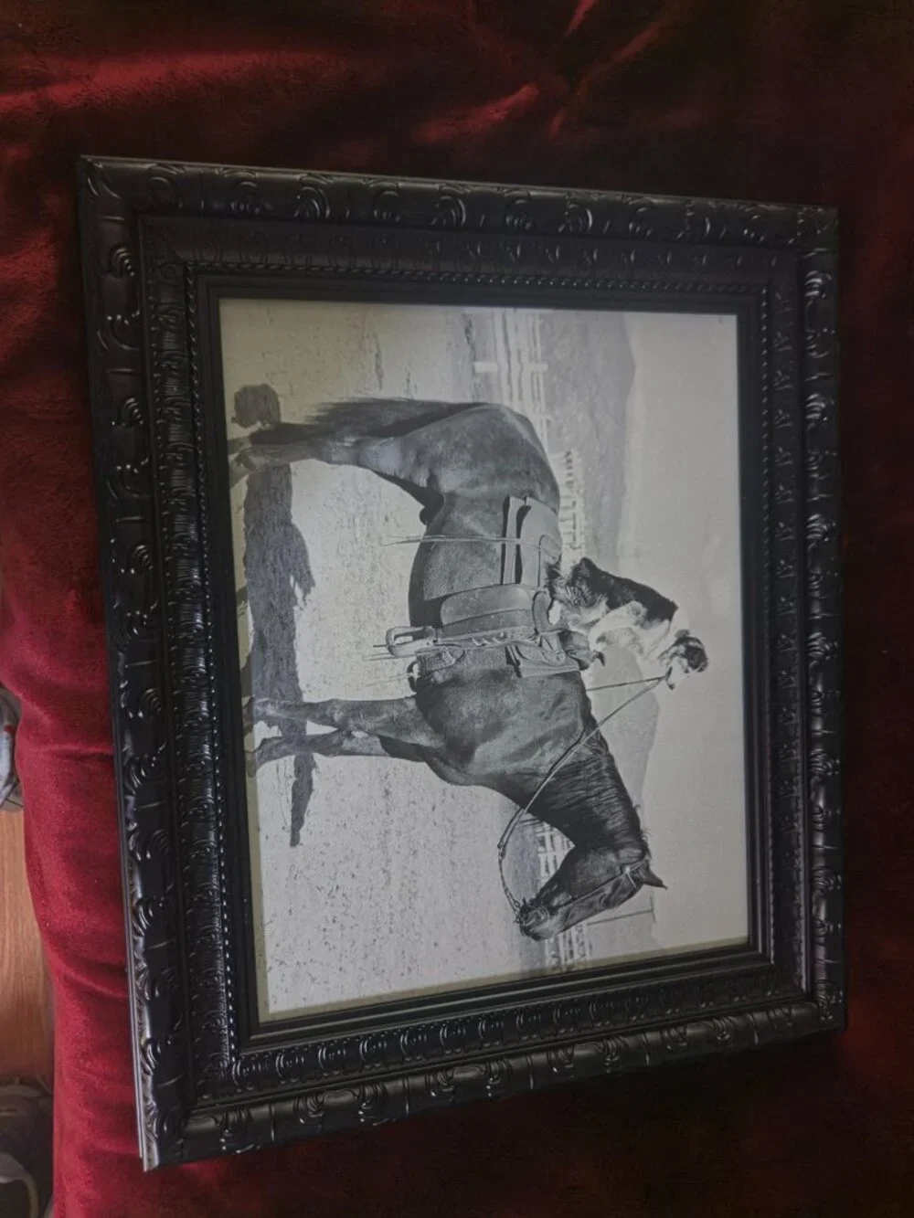 saddle up depicts dog sitting on a horse framed print no glass fun pic
